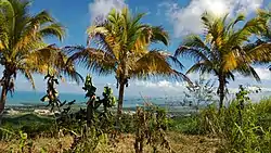 Panorama from Machos barrio