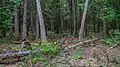 Extensive forests cover the core of Mackinac Island.