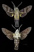 Macroglossum avicula