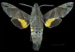 Male dorsal