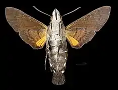 Male ventral