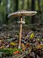 Macrolepiota procera, stack of 15 frames