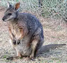 Brown wallaby