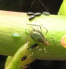 Macrosiphum laying eggs on rose bush