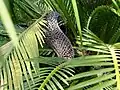 Macrozamia moorei - Pollen cone