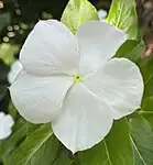 A fully bloomed white plant