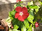 Red Catharanthus roseus