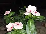 Off-white Catharanthus roseus