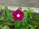 Purple Catharanthus roseus