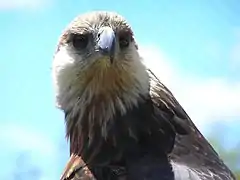 At Tsimbazaza Zoo, Antananarivo