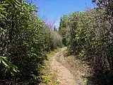 Dense rhododendron thickets, near Maddron Bald's summit