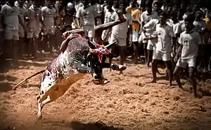 A youth attempts to take control of a bull as it bucks in the air.