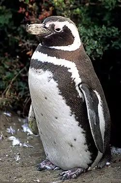 The Magellanic penguin (Spheniscus magellanicus)