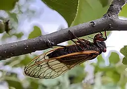 A Brood X cicada ovipositing eggs in a tree branch near Baltimore, Maryland (May 26, 2021)