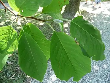 Leaves