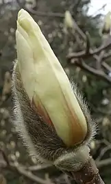 Flower bud