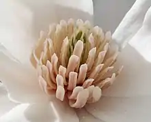 'Merrill' flower detail