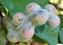 'Merrill' immature fruit