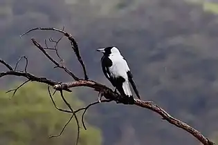 Male of ssp. tyrannica, showing prominent white back