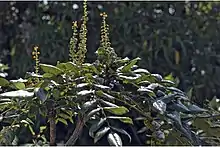 A flowering branch of Mahonia leschenaultii