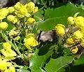 Flowers and buds of Mahonia aquifolium