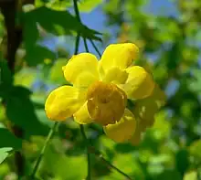 BarberryMahonia fremontii