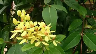 flower and foliage