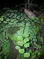 Maidenhair on shaded rocky bricks in Bangladesh