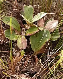 Mairia robusta leaves