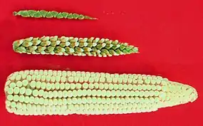 Image 32The creation of maize from teosinte (top), maize-teosinte hybrid (middle), to maize (bottom) (from History of agriculture)