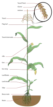 Maize plant diagram