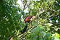 Malabar giant squirrel found in Gavi,Kerala