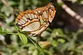 Siproeta stelenesmalachite, underside