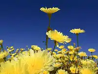 Desert dandelions in the Pinto Valley, Joshua Tree National Park, California.