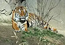 A Malayan tiger at the Cincinnati Zoological Park