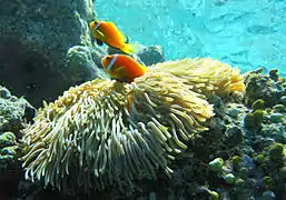 Juvenile threespot dascyllus (left) and a pair of Maldives anemonefish associated with the sea anemone Heteractis magnifica