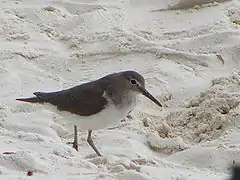 Common sandpiper (Actitis hypoleucos)