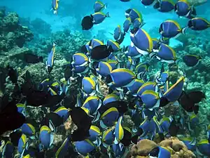 Image 8Surgeonfish are among the most common of coral reef herbivores, often feeding in shoals. This may be a mechanism for overwhelming the highly aggressive defence responses of small territorial damselfishes that vigorously guard small patches of algae on coral reefs. (from Coral reef fish)