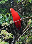 Male King Parrot in south-east Queensland