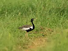 Lesser florican