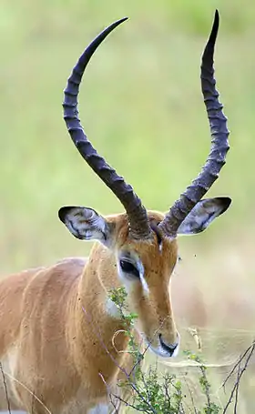 Horns of impala