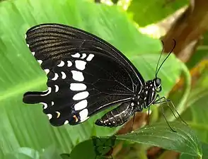 Ventral view (male)