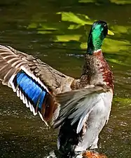 Speculum feathers of a male mallard