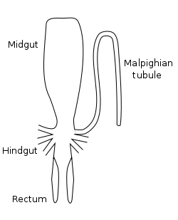 Image 8Stylized diagram of insect digestive tract showing malpighian tubule, from an insect of the order Orthoptera. (from Insect morphology)