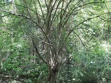 Tree in New Hampshire