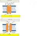 Mammalian hair cell model. Channel opens via tethers in response to a disturbance in either the extracellular matrix or cytoskeleton. Figure adapted from Lumpkin et al.