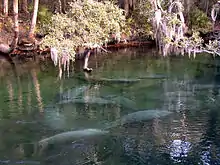 Manatees in Blue Spring State Park