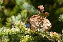 Disintegrating cones. The cones in both images are covered by resin.