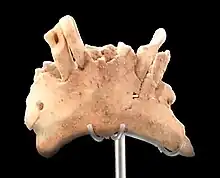 The Mandible of Sima del Elefante (Atapuerca)