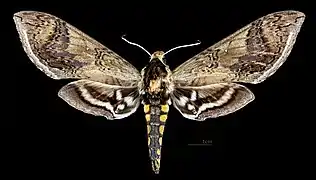Female Dorsal side